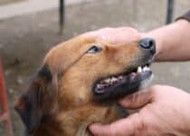 educacion canina amable