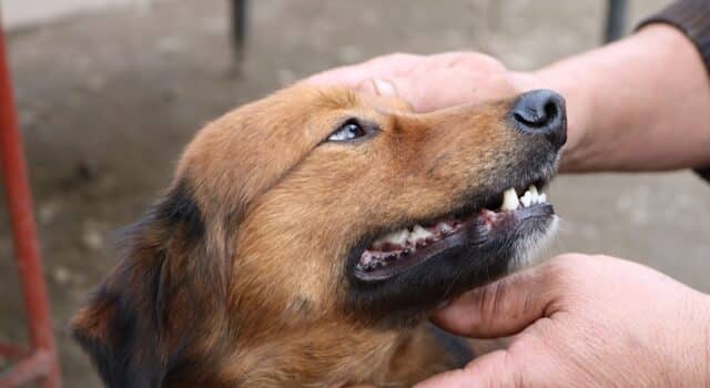 educacion canina amable